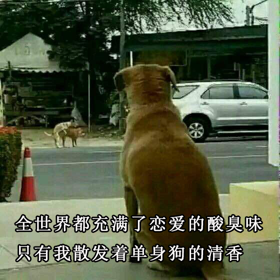 单身狗表情包:全世界都充满了恋爱的酸臭味,只有我散发着单身狗的清香