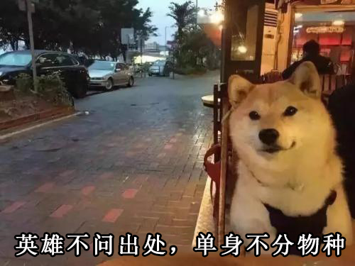 英雄不问出处,单身不分物种_单身狗表情包_狗子做店里看窗外