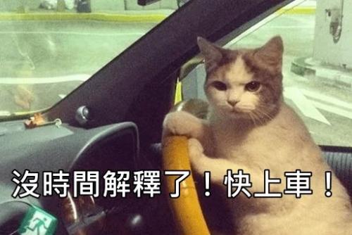 一只猫在开车没时间解释了，快上车表情包