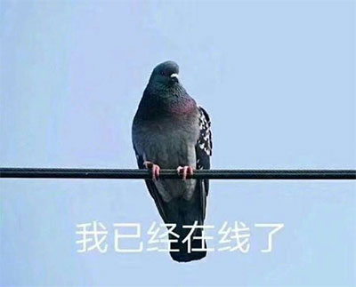 我已经在线了,一只鸟在电线上