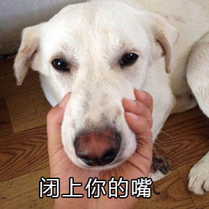 闭上你的嘴,手握住狗嘴