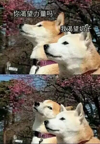 两只柴犬:你渴望力量吗?我渴望……