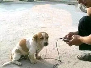 给狗子带耳机听歌搞笑图,狗子一脸嫌弃