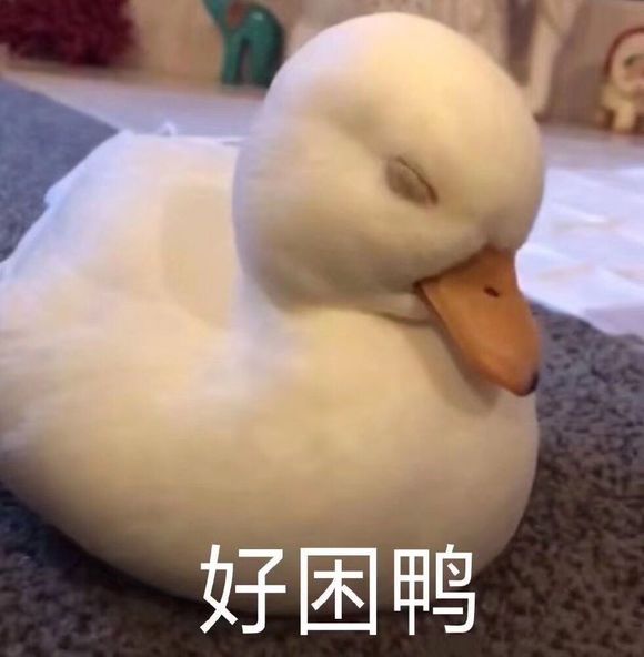 好困呀,好困鸭图片