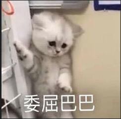 猫咪委屈巴巴