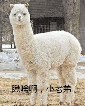羊驼,羊驼可爱图片