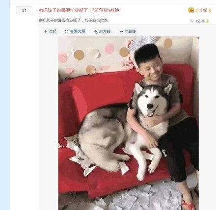 狗把暑假作业撕了,孩子悲痛欲绝搞笑(kaihuaidaxiao)图片