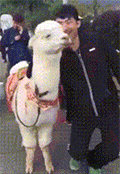 羊驼吐口水gif