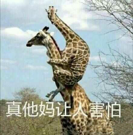 真他妈让人害怕(长颈鹿骑脖子表情包)