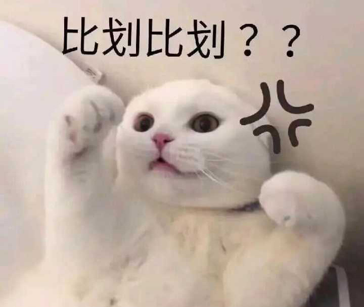 比划比划表情包(猫咪划拳)