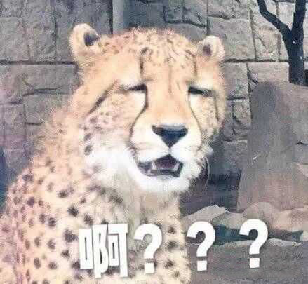 啊?懵逼的豹子