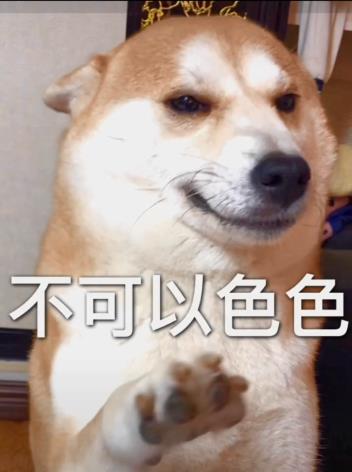 不可以色色表情包-可以色色(柴犬)