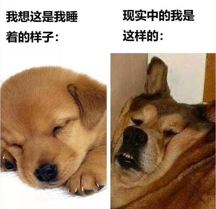 我想我睡着的样子VS现实中我的样子(狗子版)