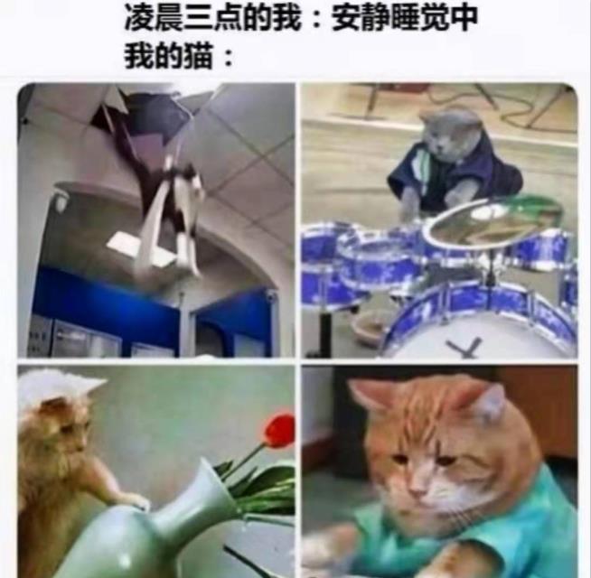 凌晨三点的我VS我的猫