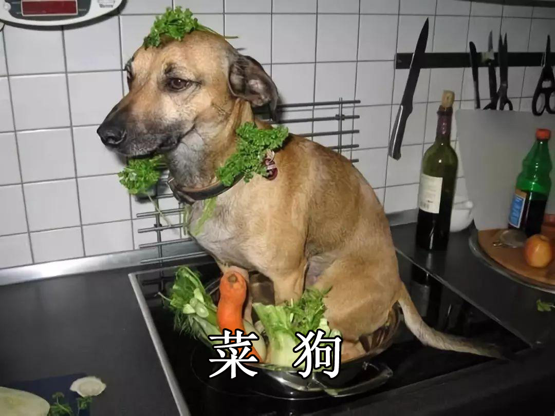 菜狗表情包