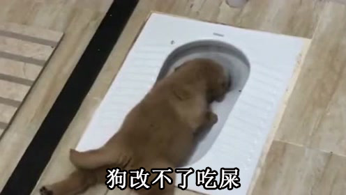 狗改不了吃屎表情包,带字狗吃屎图