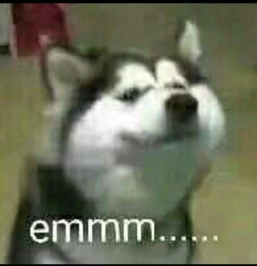 狗子emmmm表情包