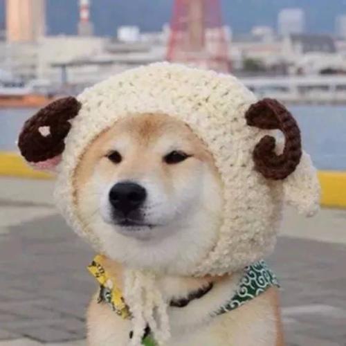 狗子戴帽子冒充羊表情包_柴犬带帽子