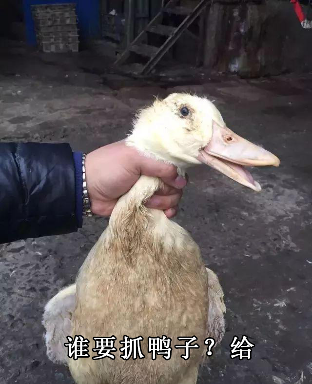 抓鸭子什么梗_抖音抓鸭子表情包