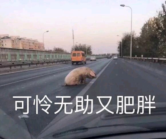 一头猪在路上:可怜无助又肥胖