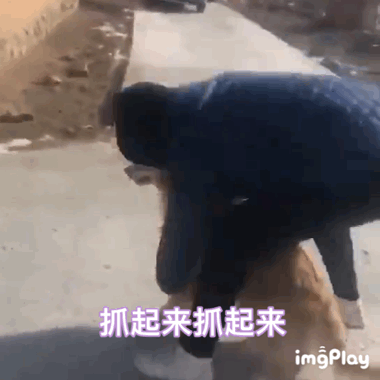 把狗子铐起来的动图,抓起来抓起来