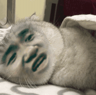 一只猫翻身盖被子表情包