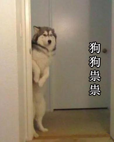 狗狗祟祟表情包_哈士奇站门后面(原图)