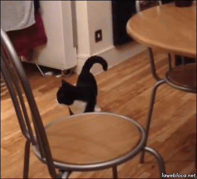 猫咪蹦着走路