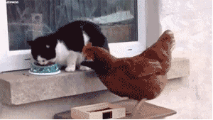 母鸡偷吃猫咪食物,猫咪出拳连续攻击