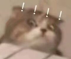 猫咪震惊表情包_猫咪惊讶后仰斜眼看