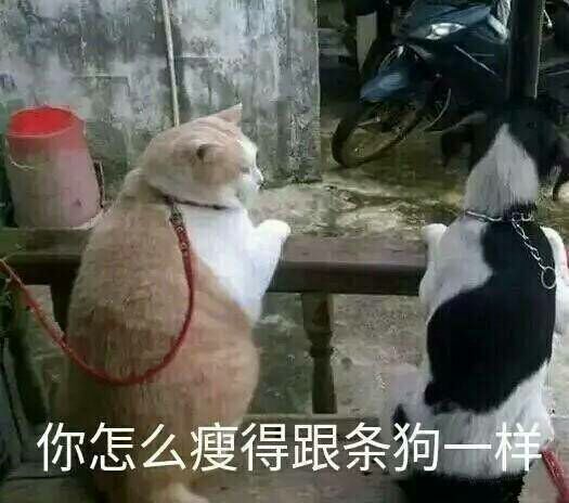 猫咪:你怎么瘦的跟条狗一样