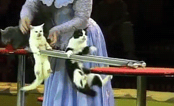 猫咪走双杠搞笑图