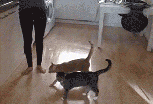 猫咪跳不起来系列_猫咪秀弹跳结果只蹦起来一点(多图)