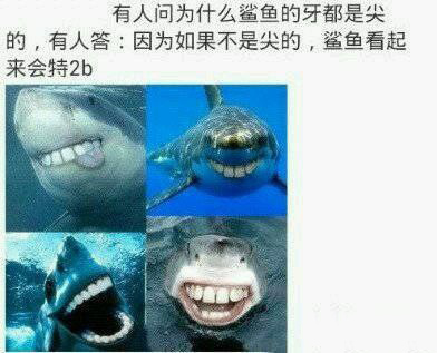 鲨鱼尖牙换成平的之后……2b鲨鱼
