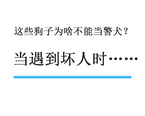 这些狗子为什么不能当警犬(边牧/二哈/金毛/泰迪)