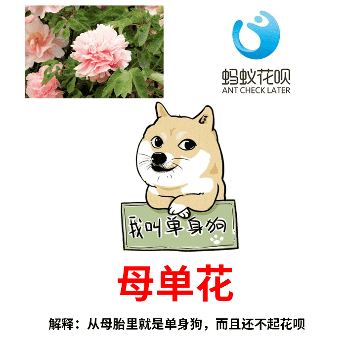 母单花表情包