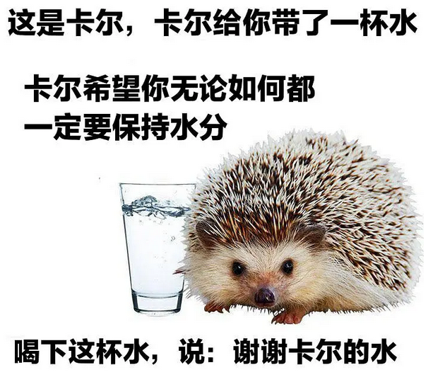 小刺猬卡尔表情包(全套)