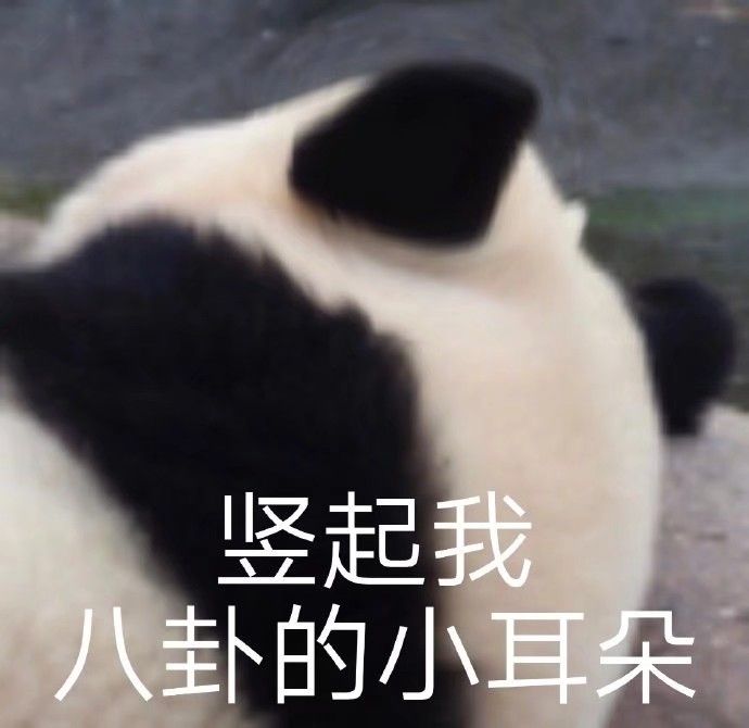 竖起我八卦的小耳朵(熊猫)