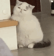 小胖猫咪懵逼可爱扭头