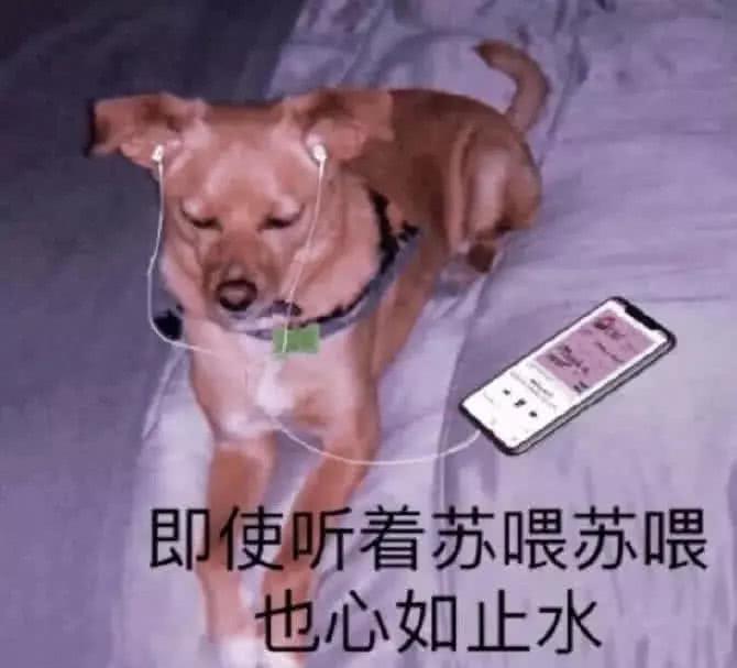 狗子带耳机:即使听着苏喂苏喂也心如止水