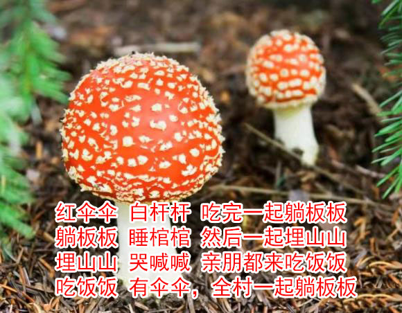 红伞伞白杆杆表情包