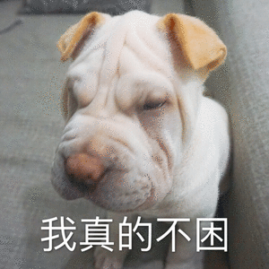 我真的不困(狗子困了低头)