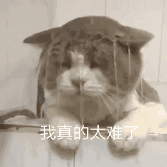 我真的太难了(猫咪被淋水动图)