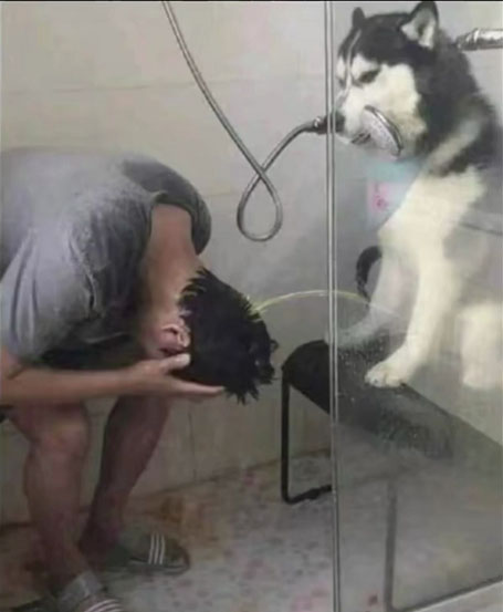 二哈狗子给主人洗头,下面尿尿的搞笑图