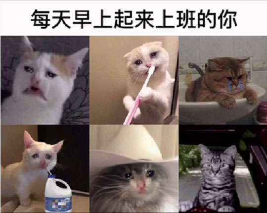 每天早上起来上班的你(猫咪版)