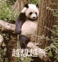 越想越气!大熊猫攥手生气坐树上