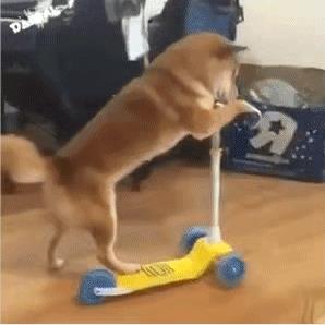 狗子(柴犬)骑滑板车