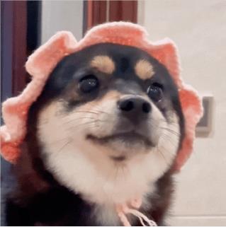 狗子卖萌(猛地抬头看)