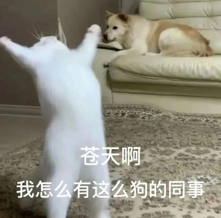 猫咪:苍天啊,我为什么有这么狗的同事!
