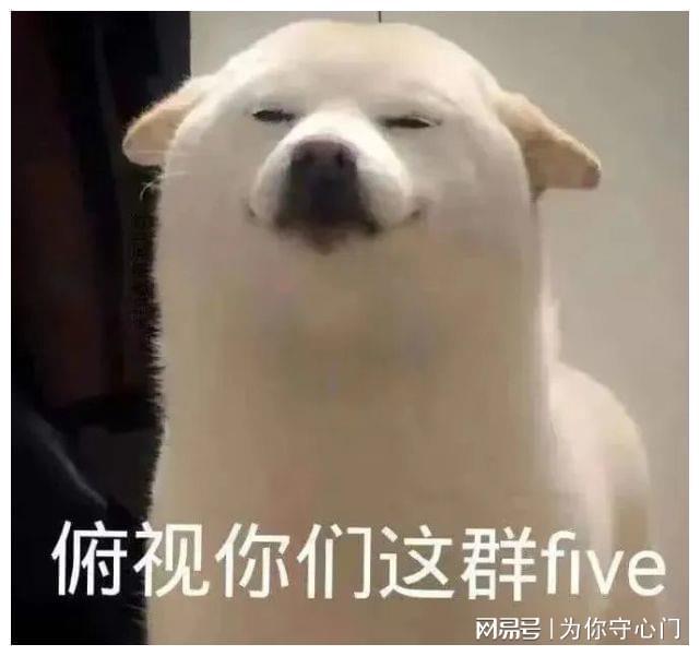 狗子:俯视你们这群five(废物)
